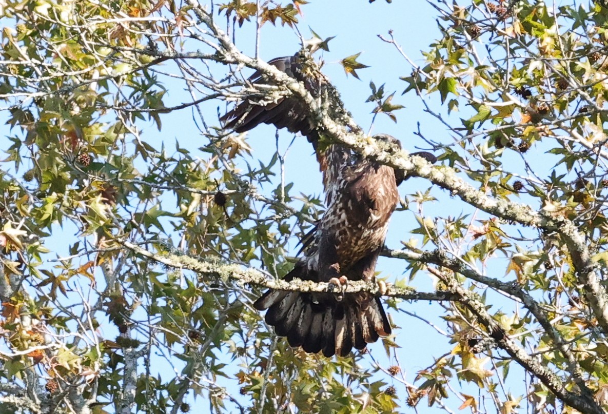 hvithodehavørn - ML646721670