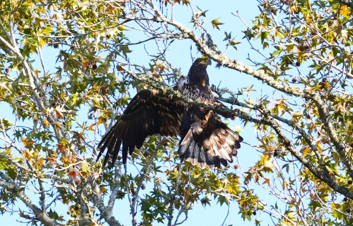 hvithodehavørn - ML646721671