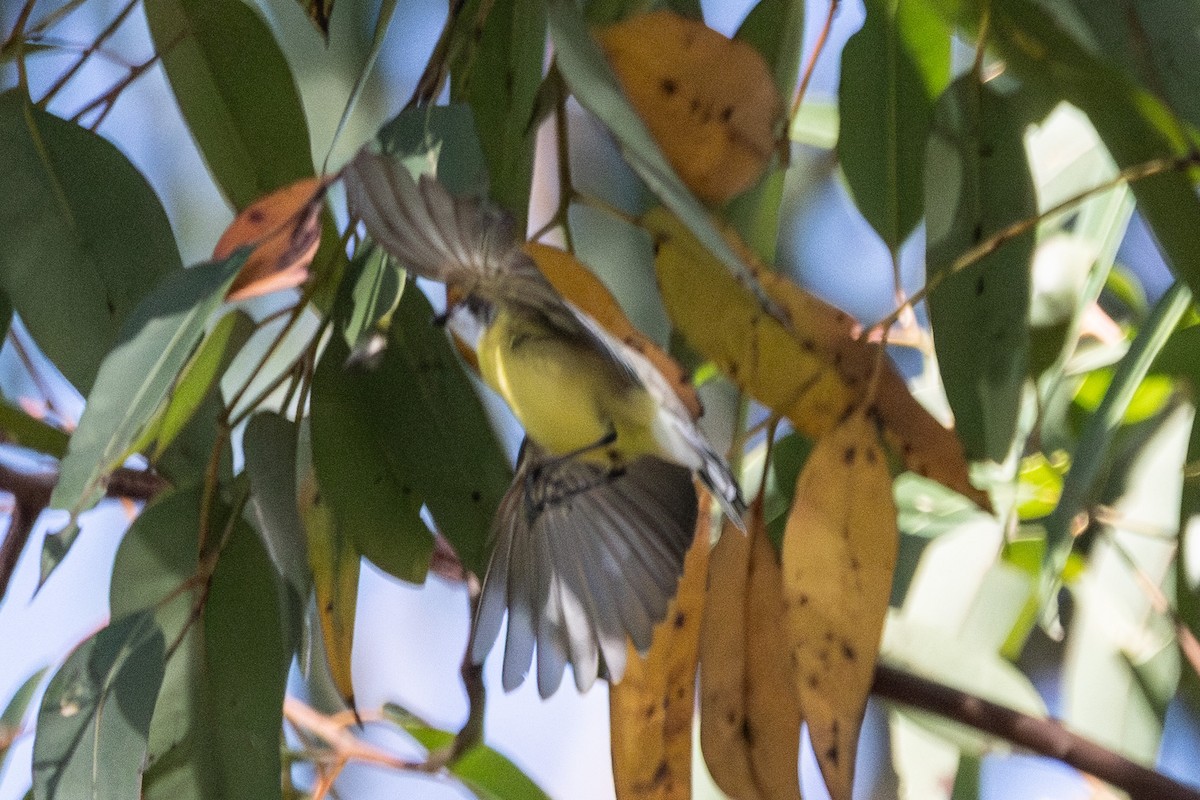 White-throated Gerygone - ML646721672