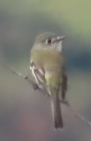 Empidonax sp. - ML646721673