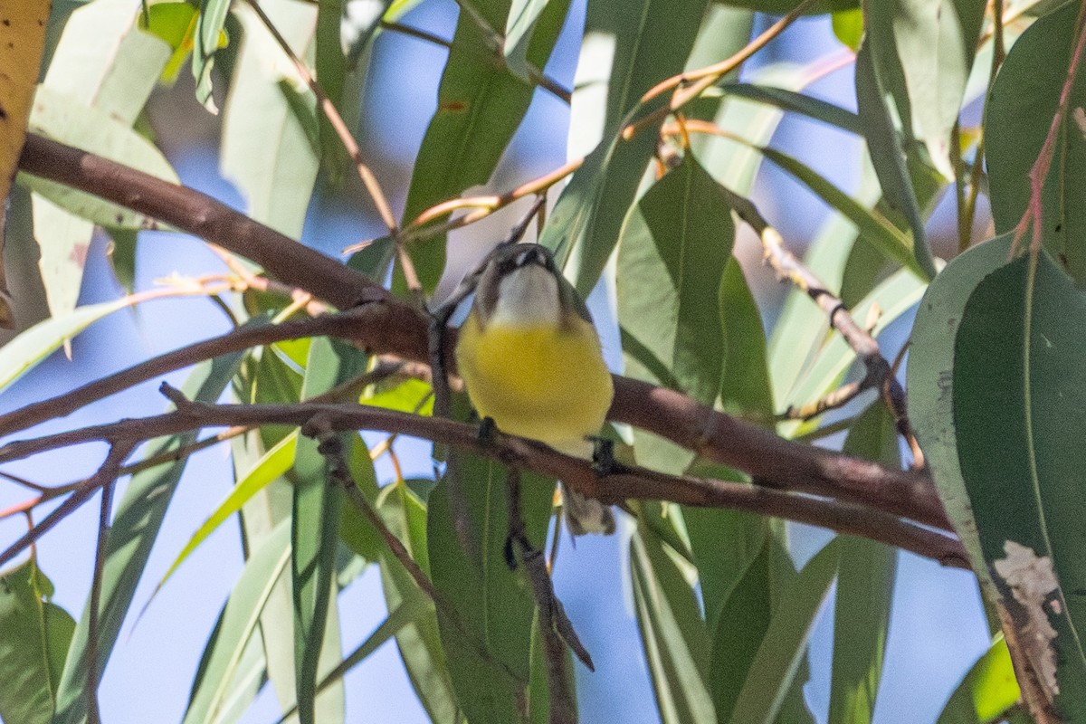 White-throated Gerygone - ML646721675