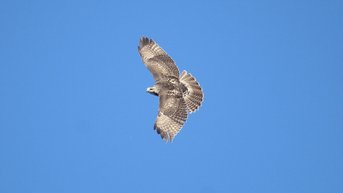 Red-tailed Hawk - ML646721676