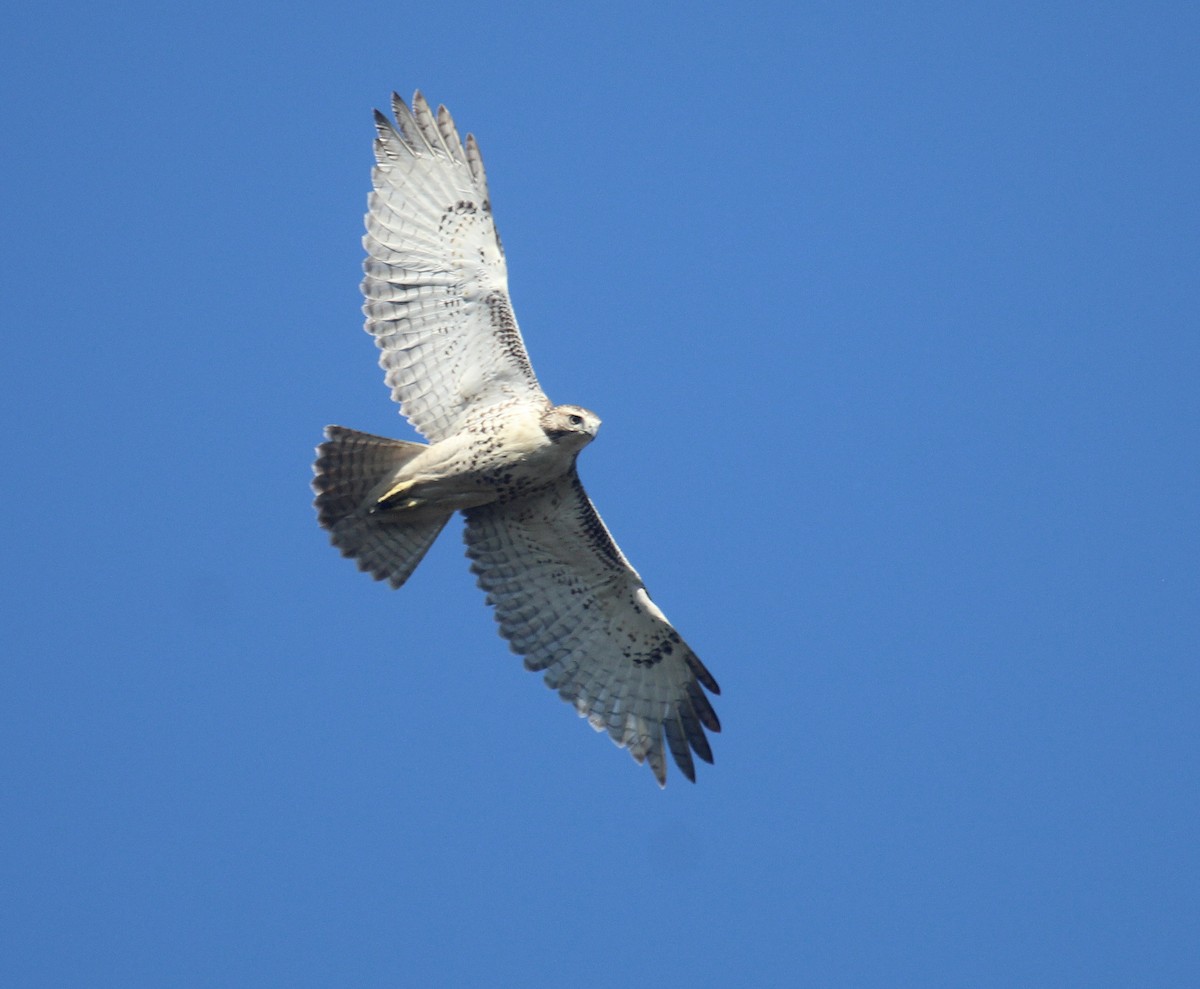 Red-tailed Hawk - ML646721677