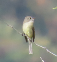 Empidonax sp. - ML646721678