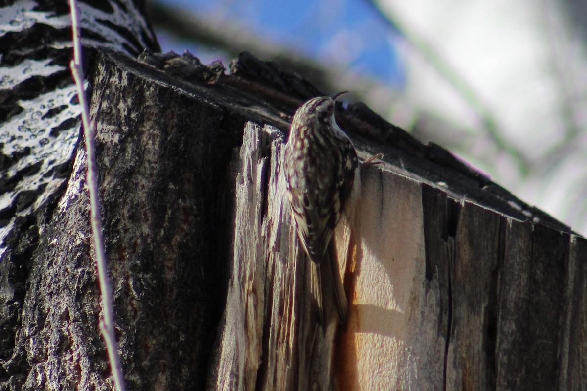 Brown Creeper - ML646721681