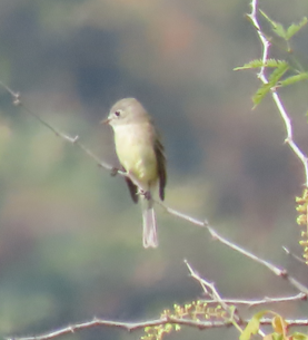 Empidonax sp. - ML646721682