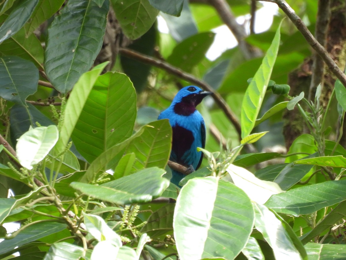 Turquoise Cotinga - ML646721683