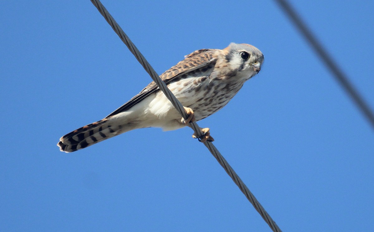 American Kestrel - ML646721684