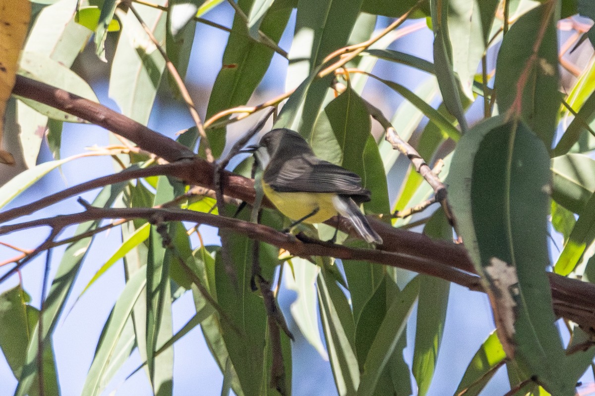 White-throated Gerygone - ML646721685