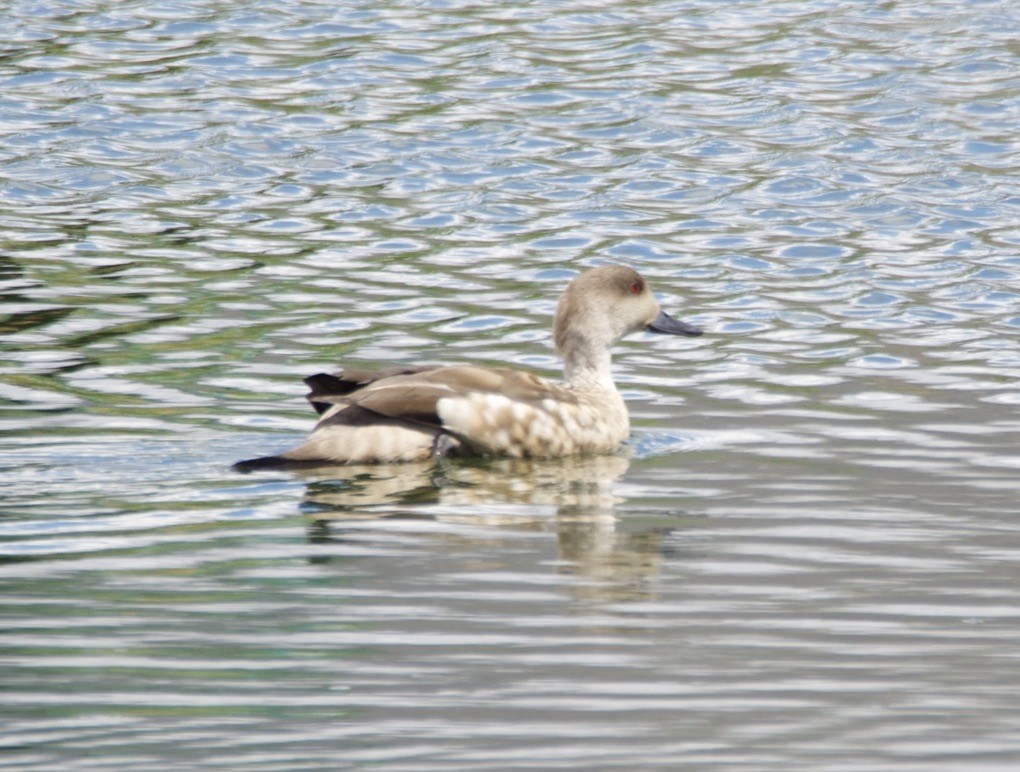 duskand - ML646721686