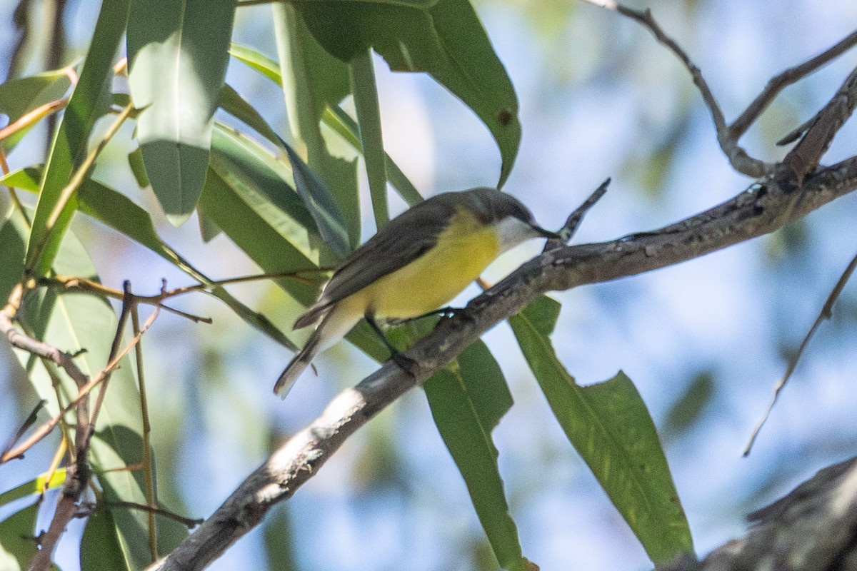 White-throated Gerygone - ML646721687