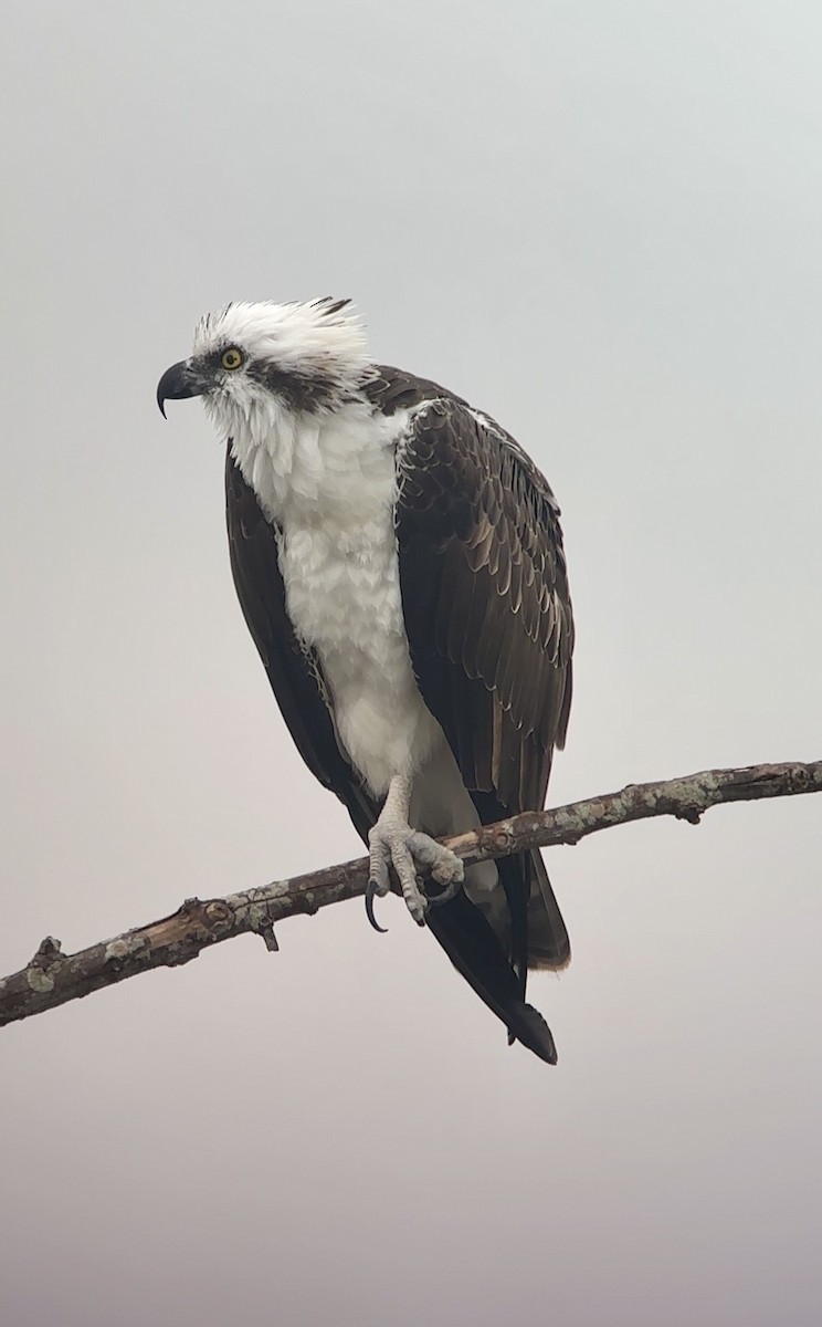 Osprey (Caribbean) - ML646721688