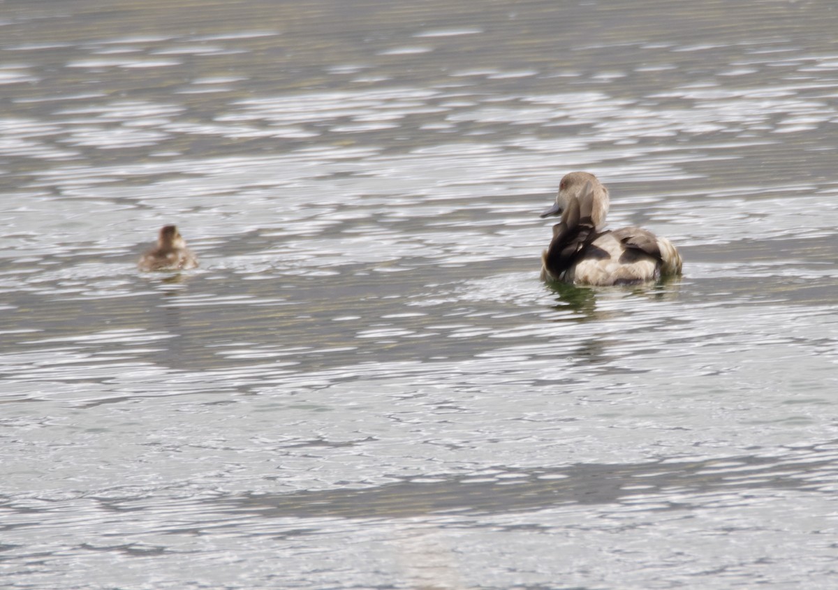 duskand - ML646721689