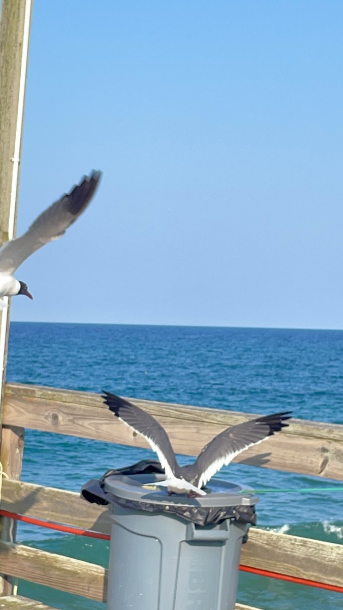Laughing Gull - ML646721690