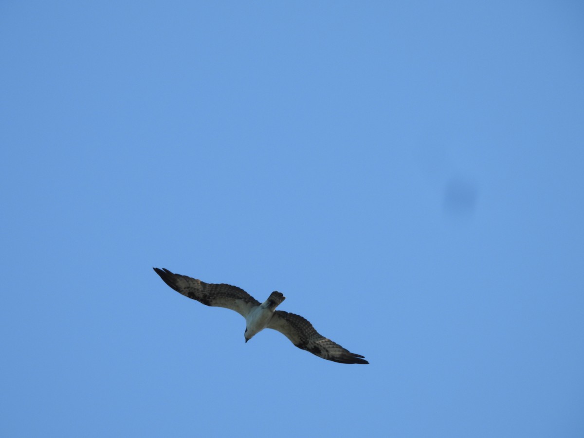 Osprey - ML646721691