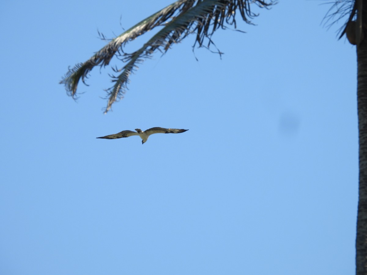 Osprey - ML646721692