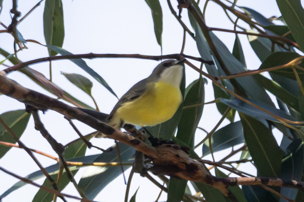White-throated Gerygone - ML646721693
