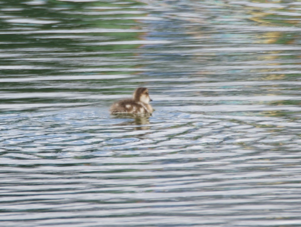 duskand - ML646721695