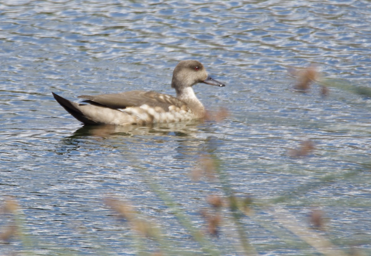 duskand - ML646721697