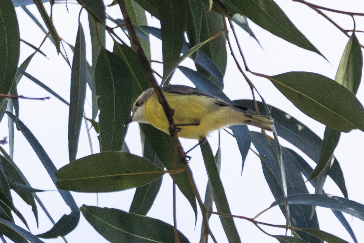 White-throated Gerygone - ML646721699