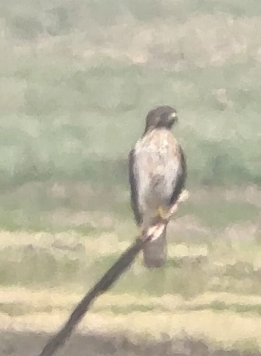 Канюк неоарктичний - ML646721701