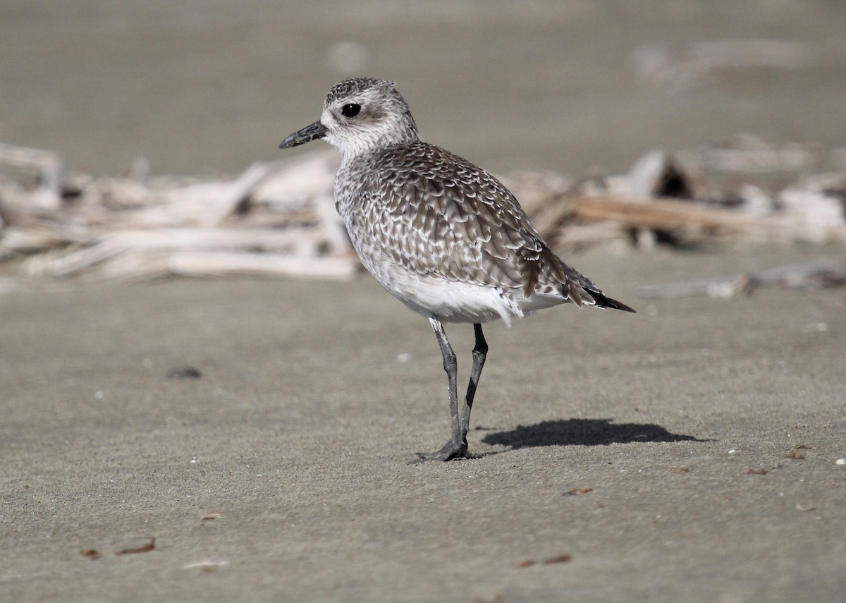 Black-bellied Plover - ML646721702