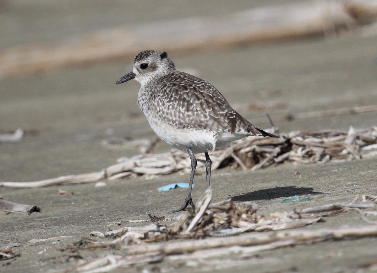 Black-bellied Plover - ML646721703