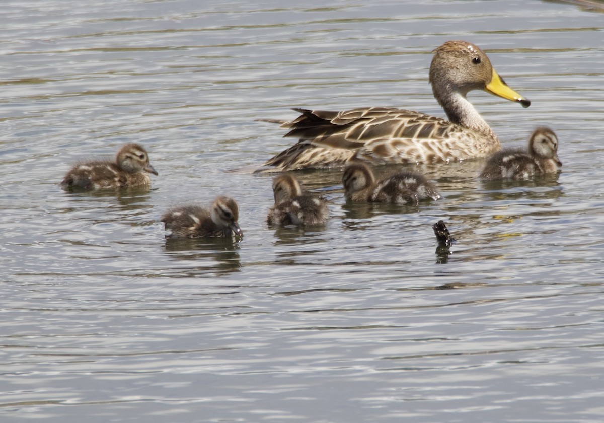 gulnebbstjertand - ML646721704