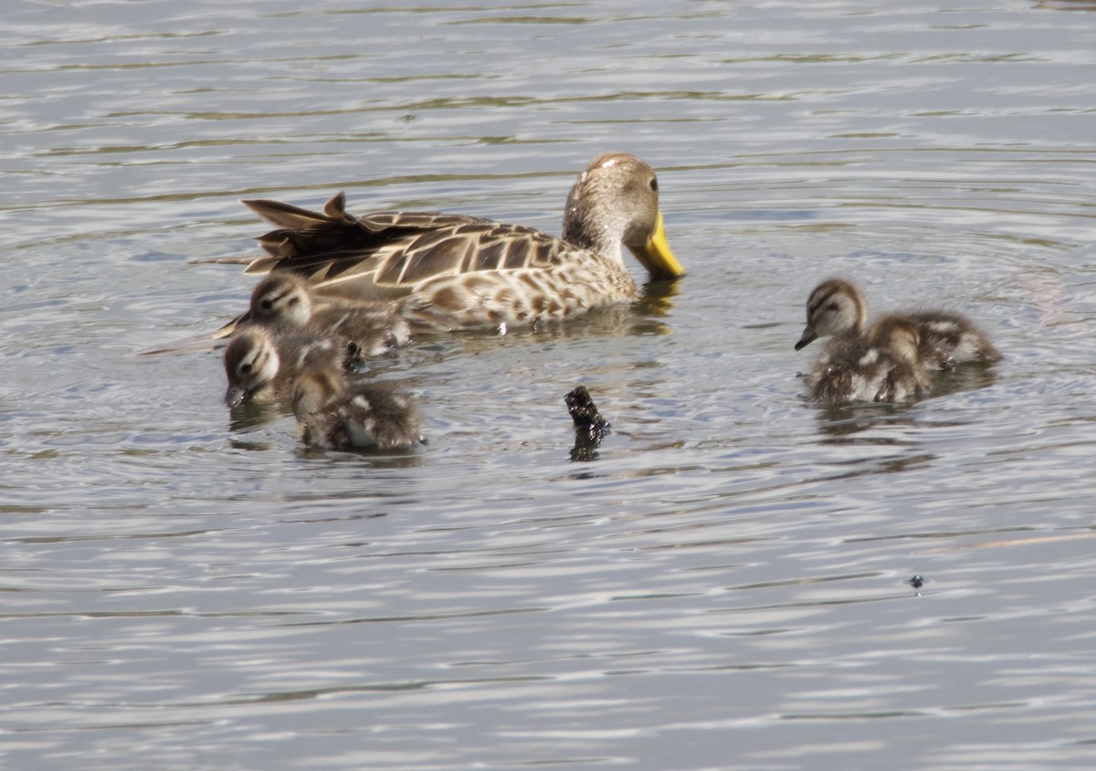 gulnebbstjertand - ML646721707