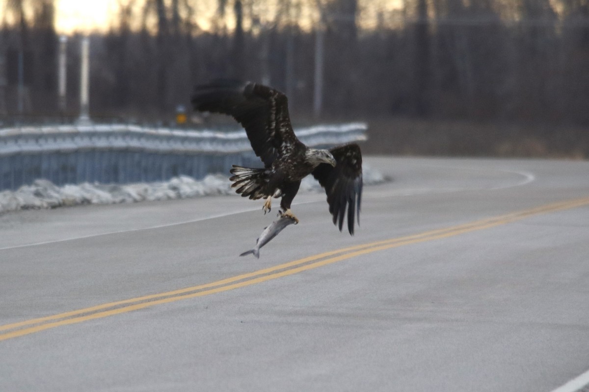 עיטם לבן-ראש - ML646721709