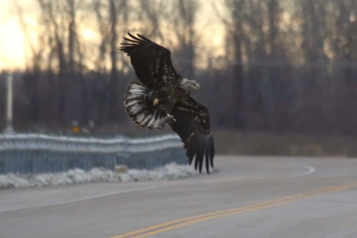 עיטם לבן-ראש - ML646721710