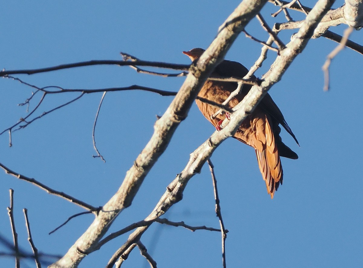 Little Cuckoo-Dove (Eucalypt) - ML646721711