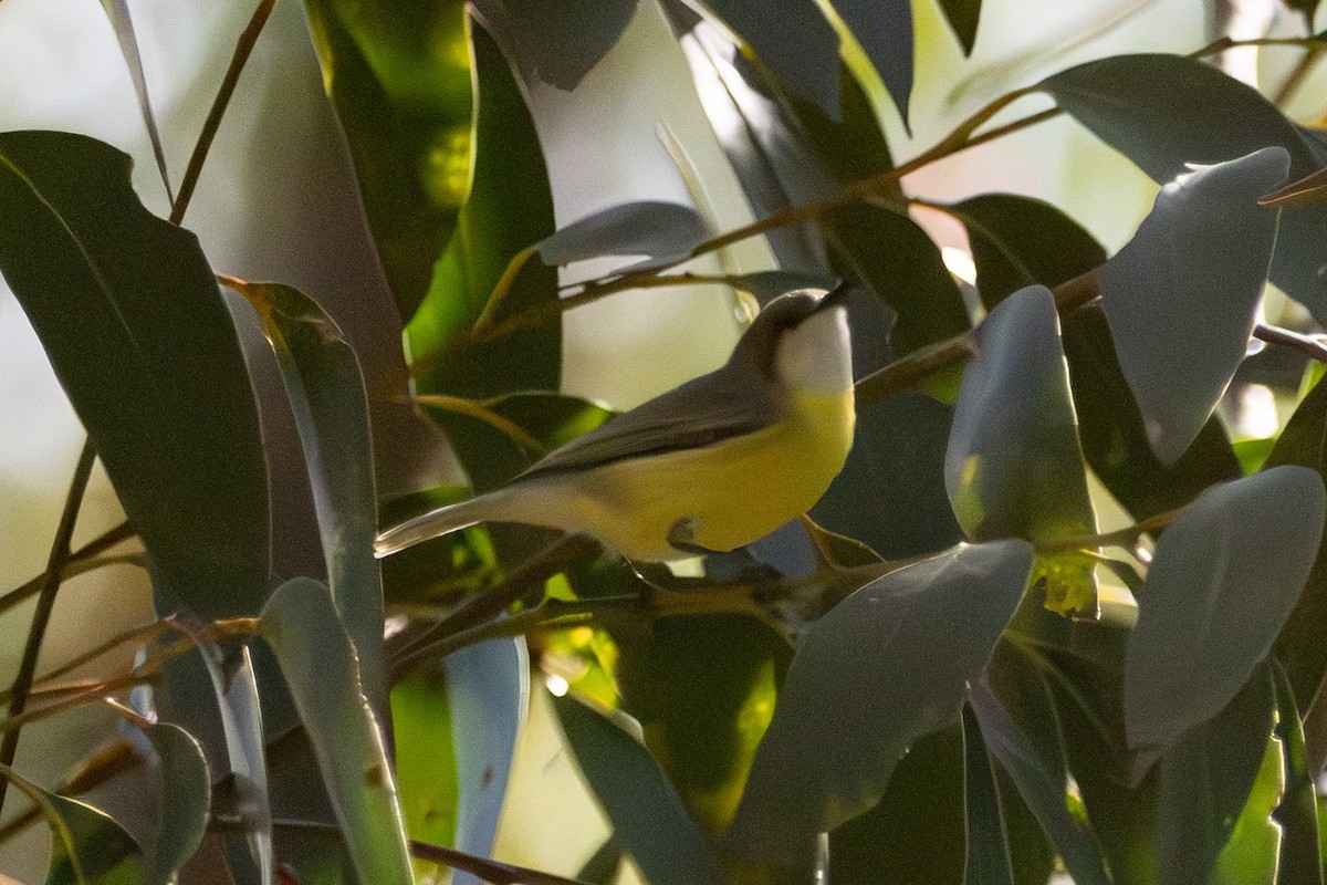 White-throated Gerygone - ML646721712