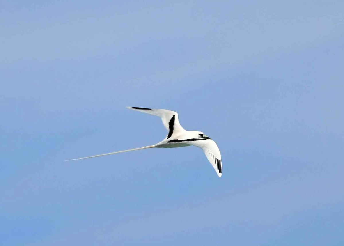 Белохвостый фаэтон (dorotheae) - ML646721713