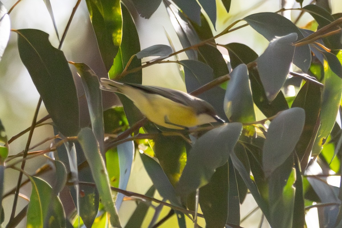 White-throated Gerygone - ML646721714