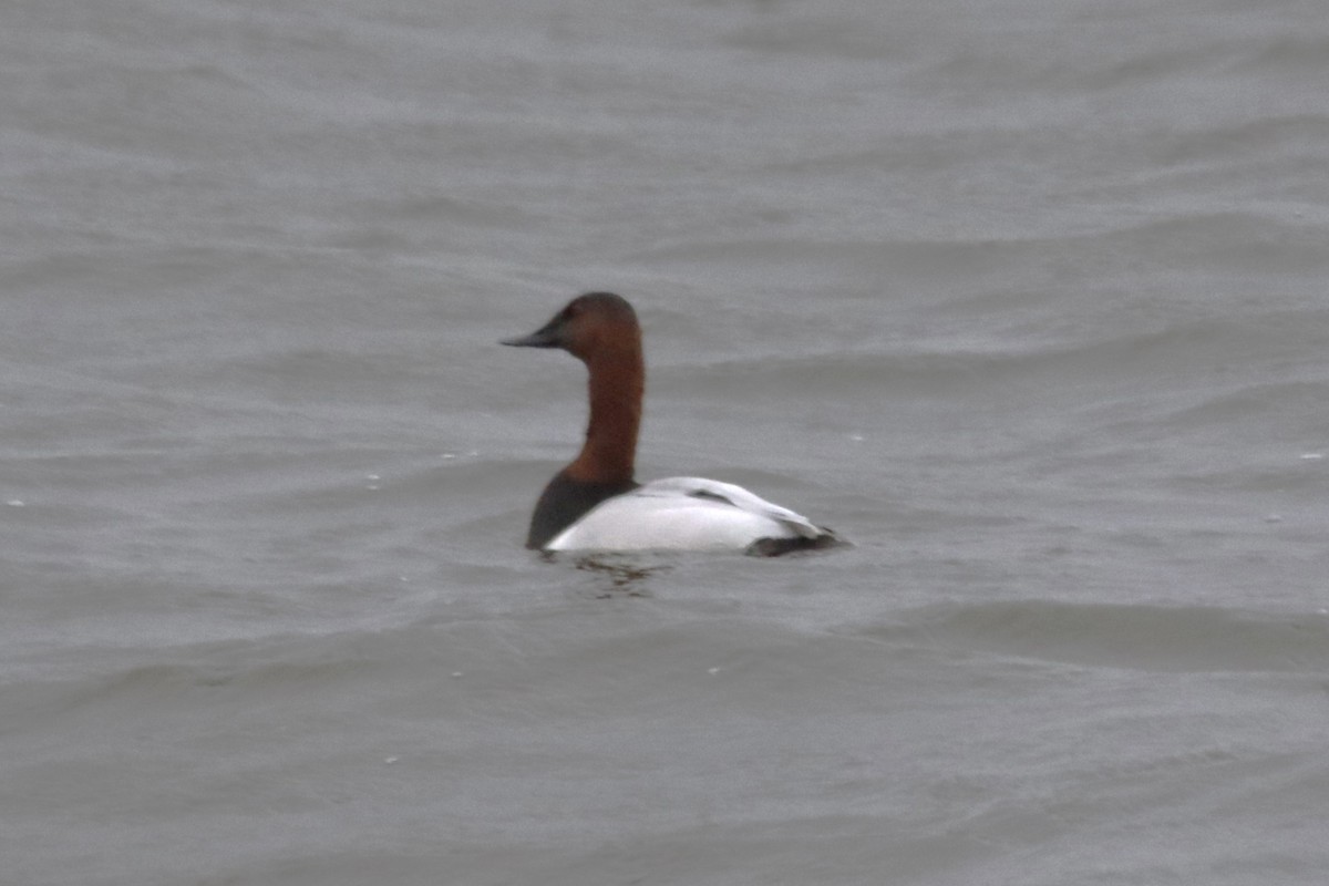 צולל ארוך-צוואר - ML646721715