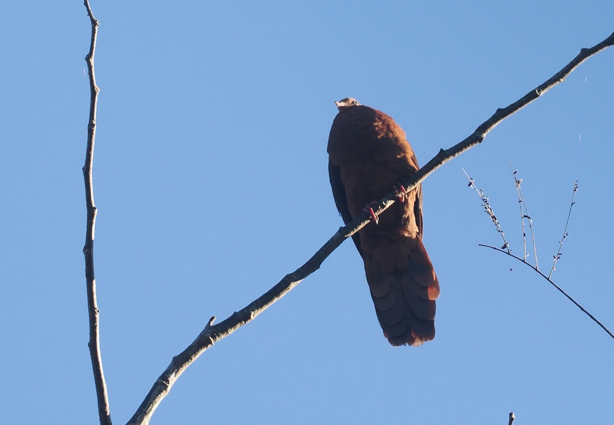 Little Cuckoo-Dove (Eucalypt) - ML646721716