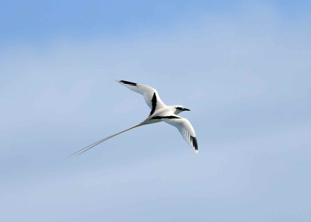 Белохвостый фаэтон (dorotheae) - ML646721717