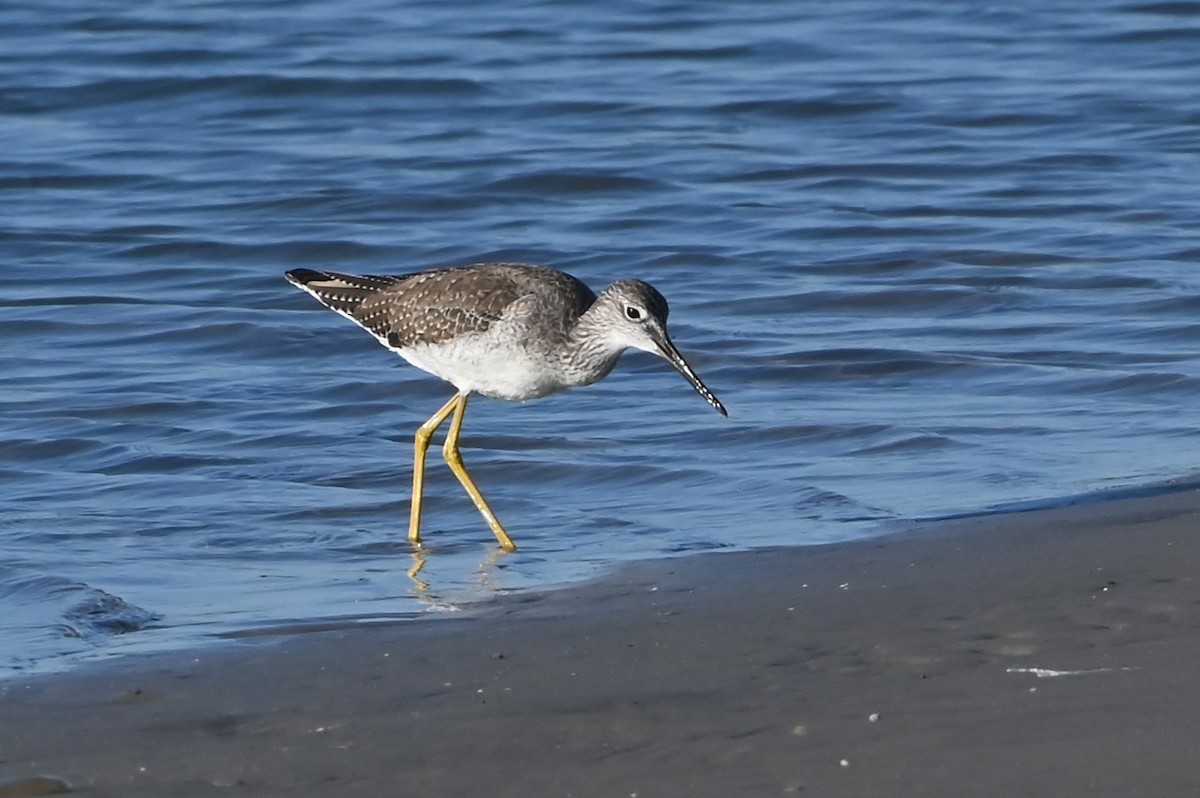 Greater Yellowlegs - ML646721718