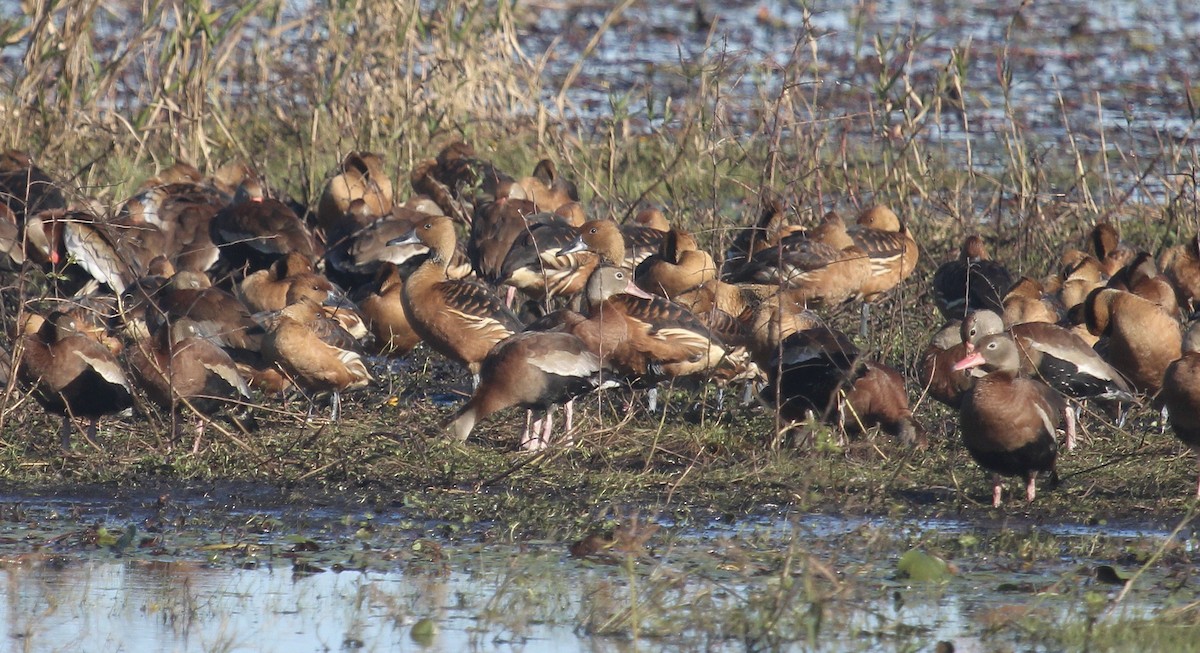Fulvous Whistling-Duck - ML646721720