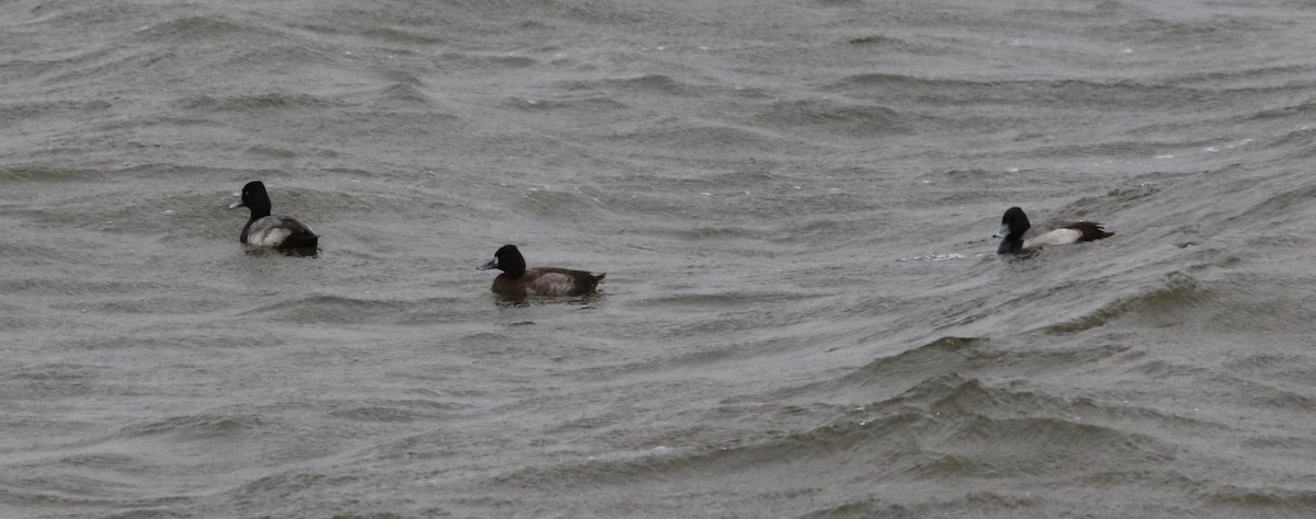 צולל בינוני - ML646721721