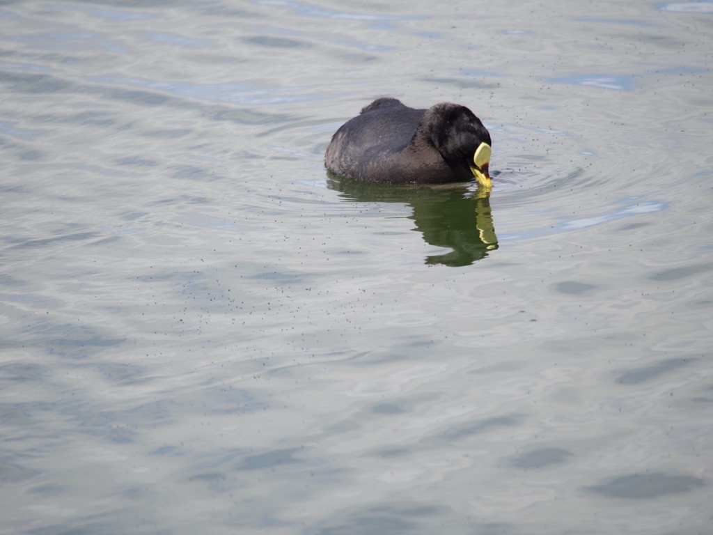 hosebåndsothøne - ML646721722