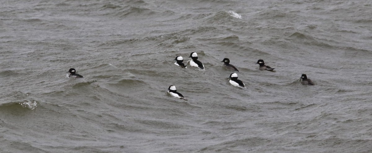 עבראש לבנוני - ML646721723