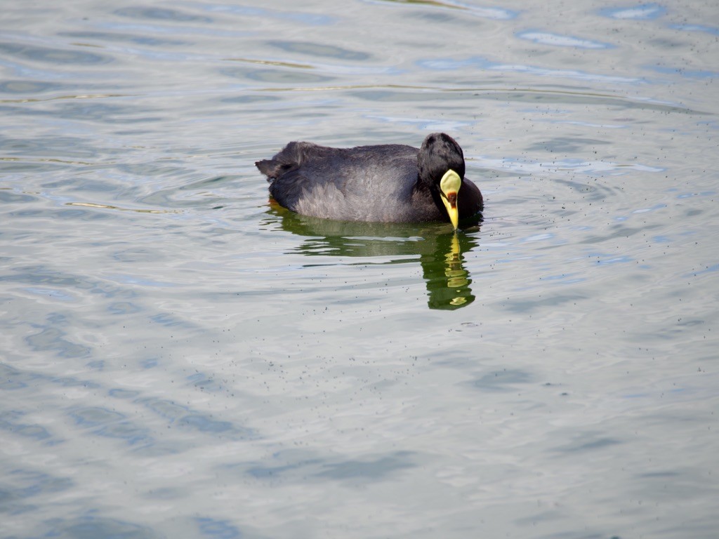 hosebåndsothøne - ML646721724