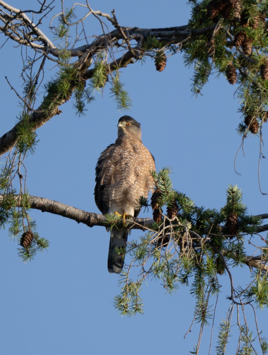 Cooper's Hawk - ML646721735