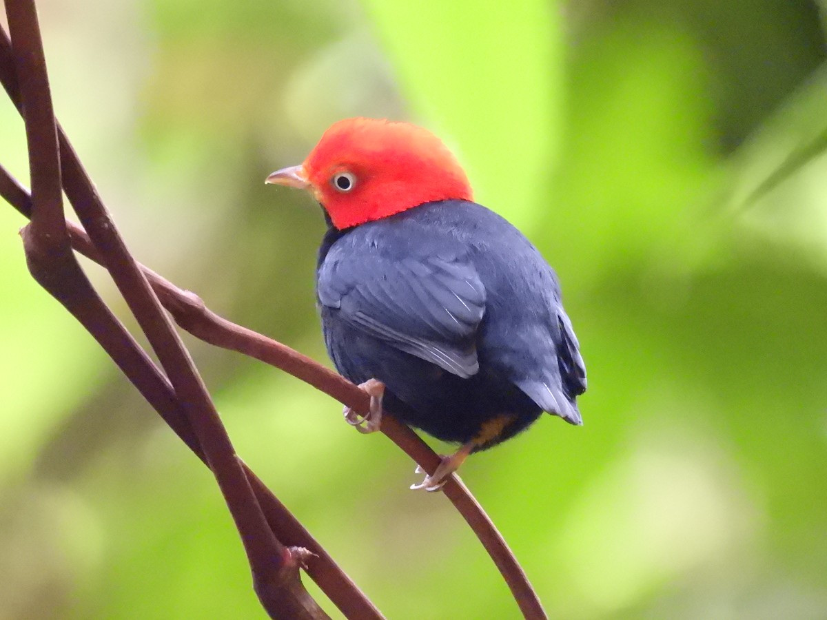 Red-capped Manakin - ML646721736