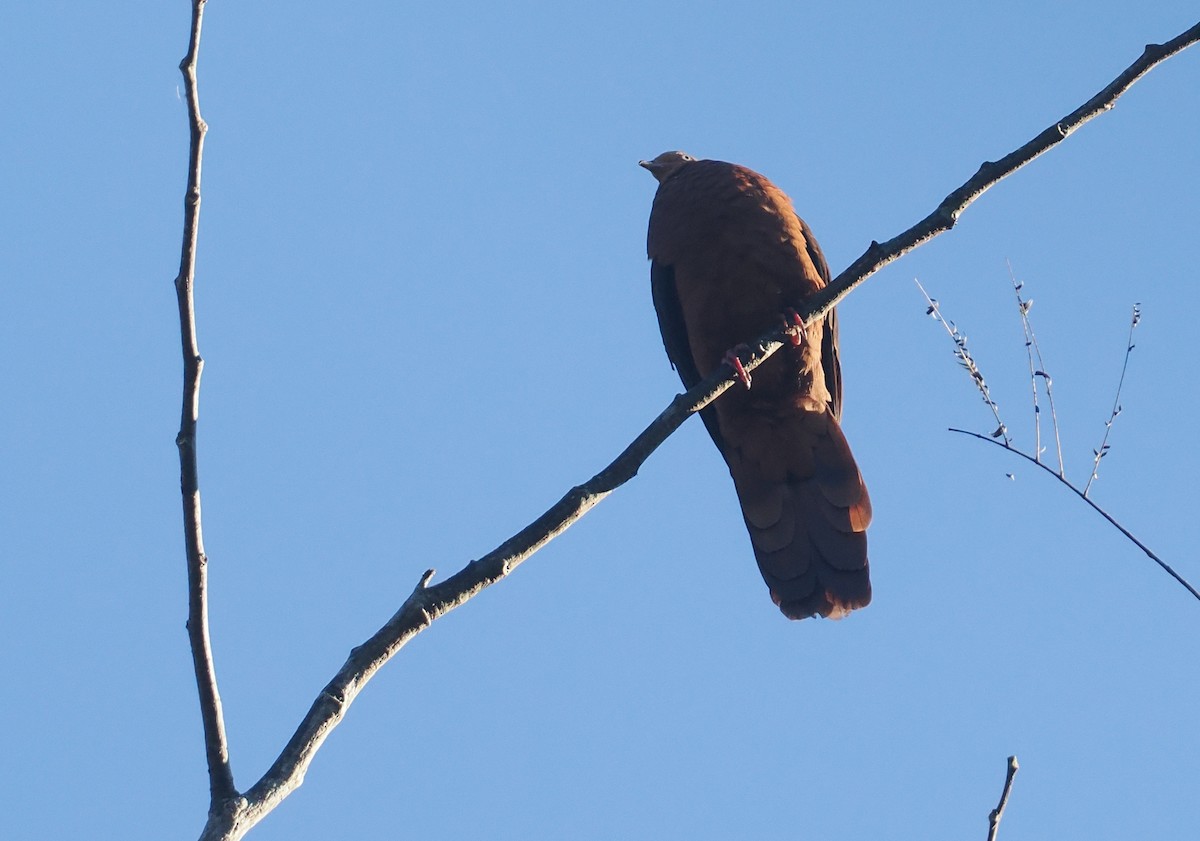 Little Cuckoo-Dove (Eucalypt) - ML646721737