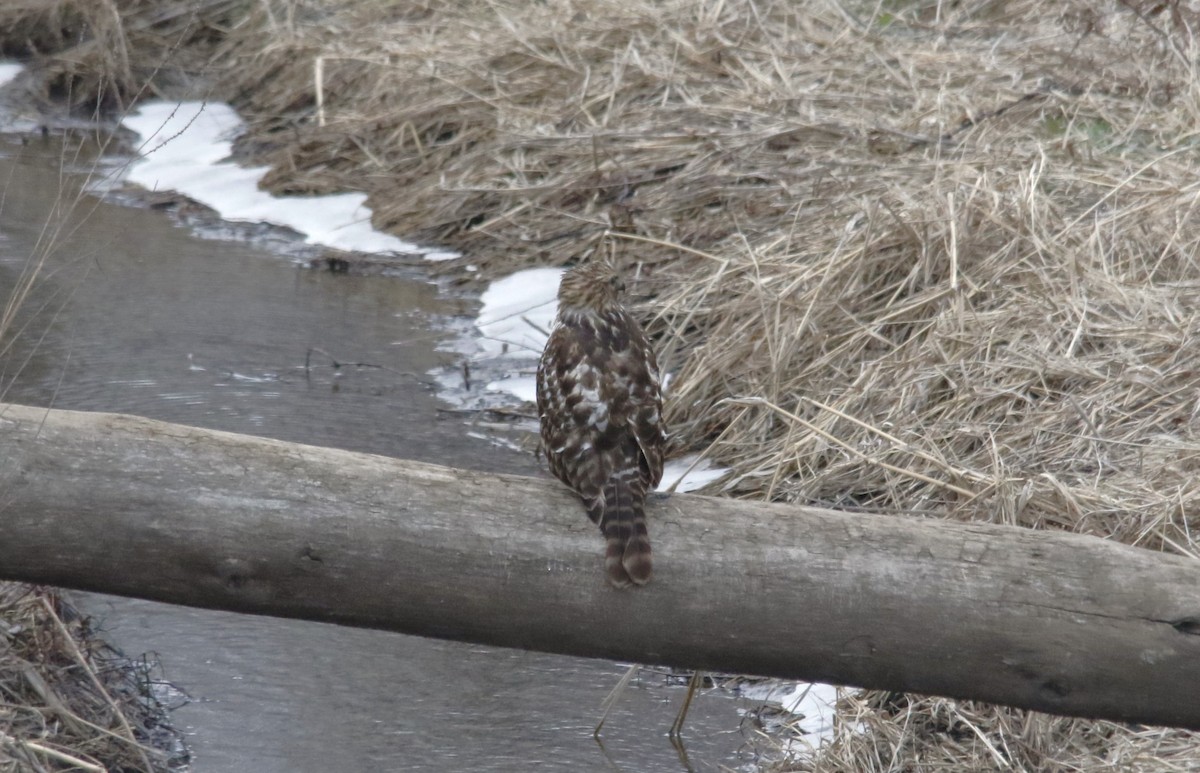 Red-shouldered Hawk - ML646721738