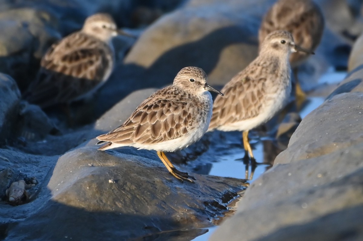 Least Sandpiper - ML646721739