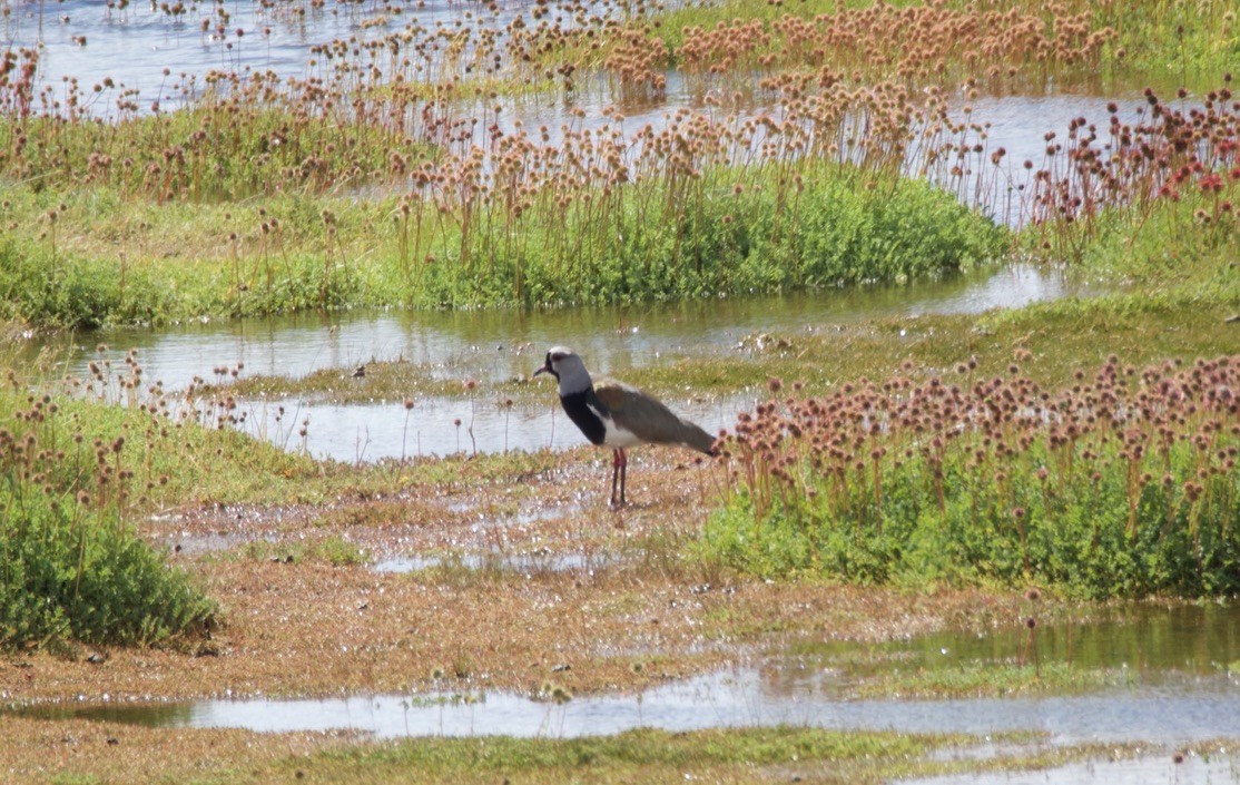 bronsevipe - ML646721741